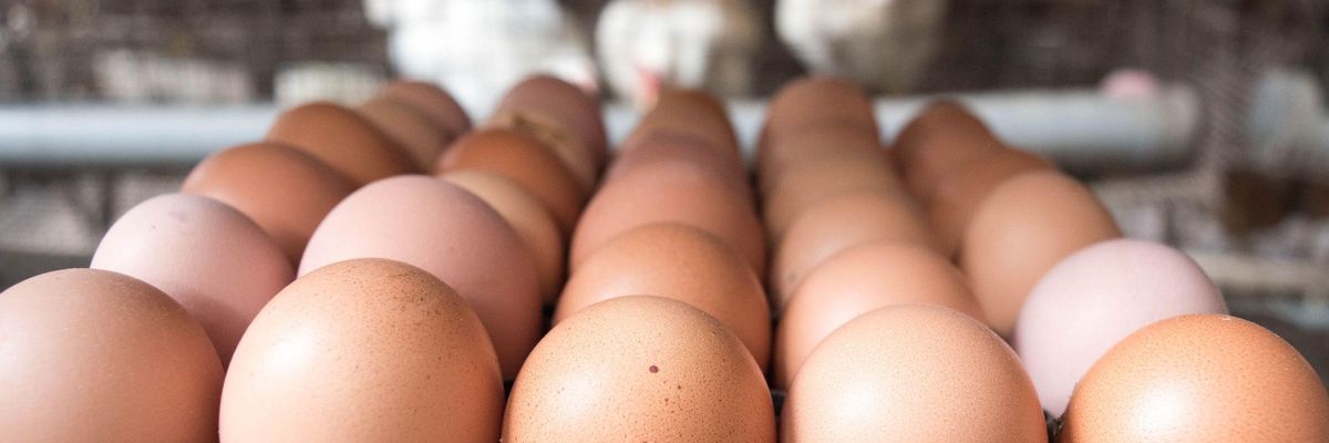 10 százalékkal emelkedhet a tojás átlagára