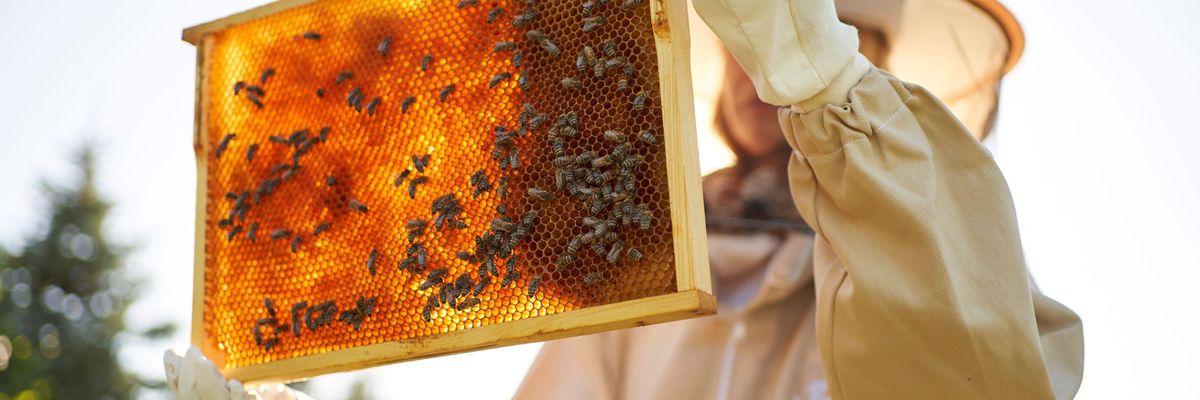 A beteleltetett méhcsaládoknak csupán 60 százalékával indulhatott az idei méhészeti szezon