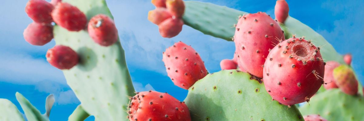 A kaktuszfüge igen népszerű eledel Amerikában