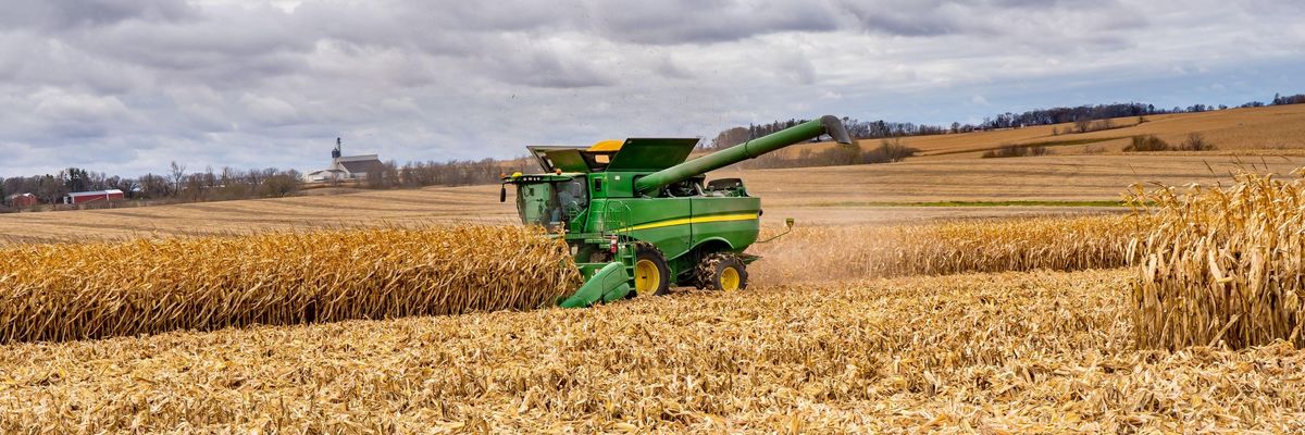 A kukorica betakarítása folyamatban van, bár sokfelé már a nyáron lesilózták