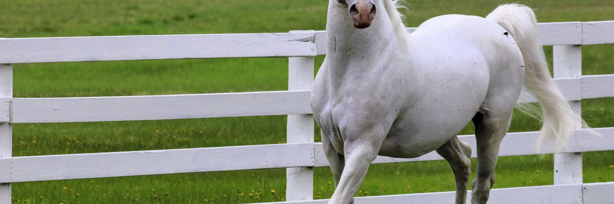 A lipicai ló Szilvásvárad egyik büszkesége