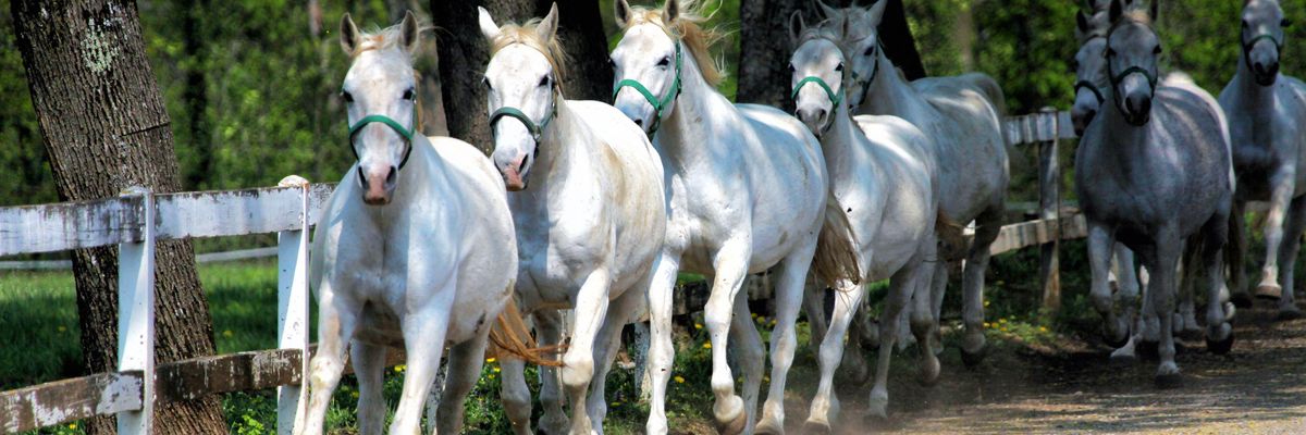 A lipicai lovak is Szilvásvárad látványosságai