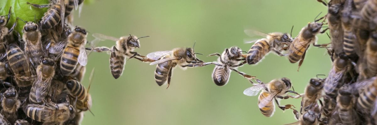 A magyarországi és a globális méhpusztulás is jelentős