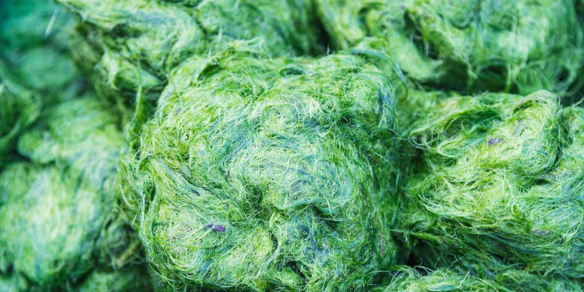 A Magyarországon is termesztett spirulin alga biotrágyázásra is alkalmas lehet.
