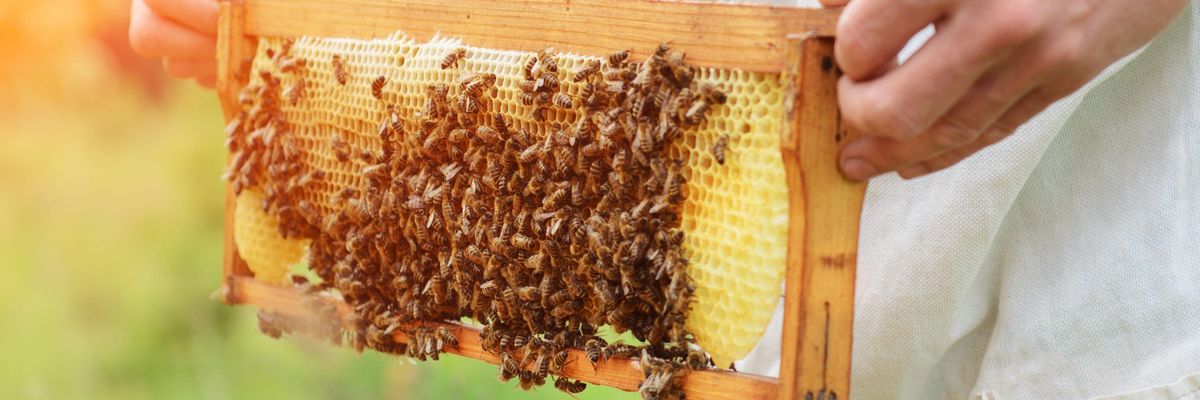 A méhek mellett a pillangókat is megmentené az EU