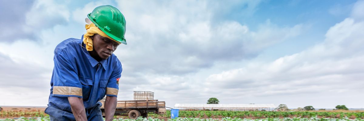 Afrikai farmer locsolja a káposztapalántákat