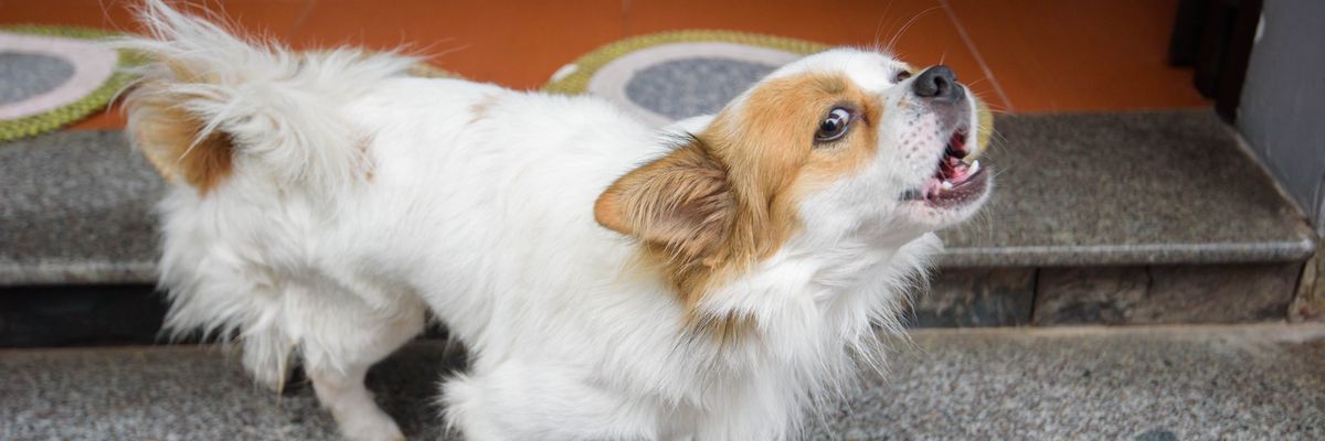 Állatkínzásért kapott fogházbüntetést egy hazai kutyatenyésztő