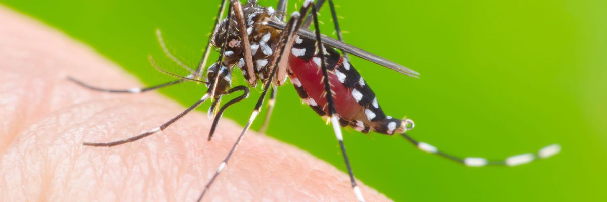 Az Aedes aegypti, azaz egyiptomi csípőszúnyog 