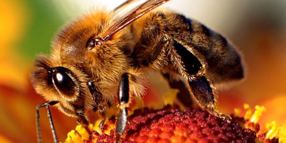 Az idomított méhek jelzik a koronavírus jelenlétét