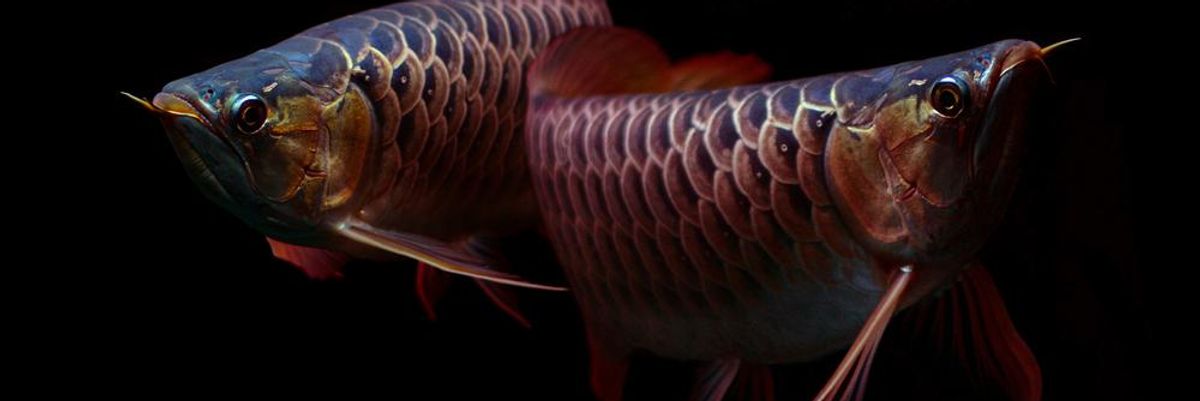 Ázsiai csontnyelvű halak úszkálnak egy sötét akváriumban