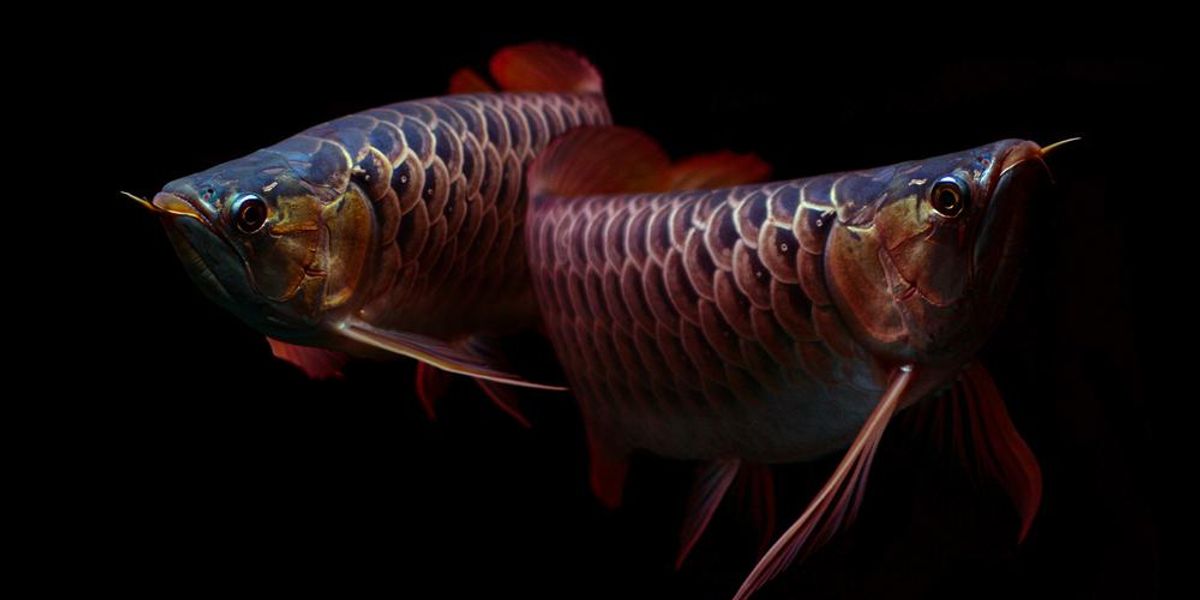 Ázsiai csontnyelvű halak úszkálnak egy sötét akváriumban