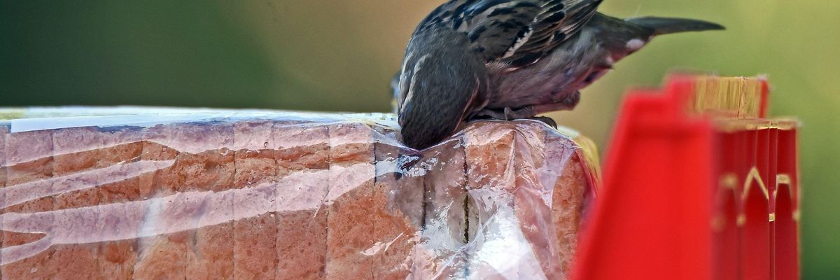 Becsomagolt kenyeret lopó madár