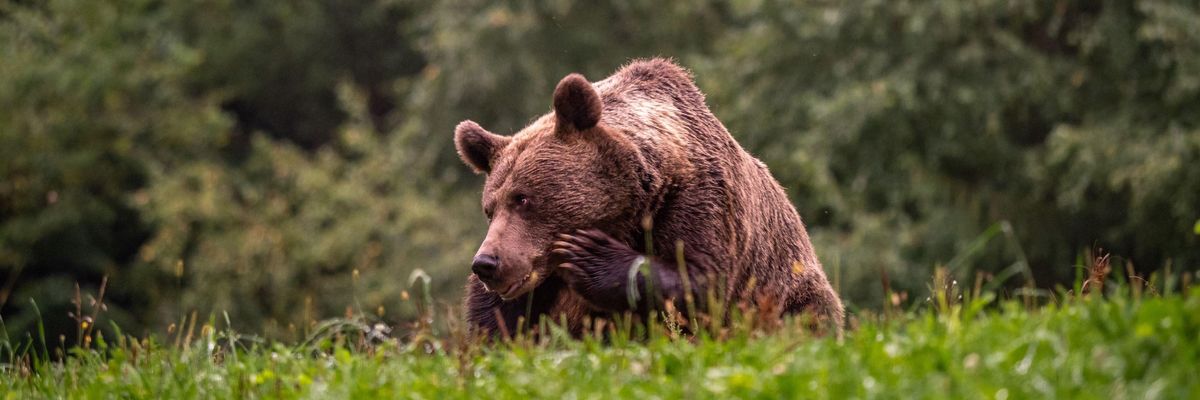 Beszűkülhet a román medvekakipiac