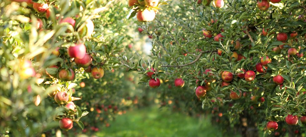 Brüsszel döntött: megvédi ezt a híres magyar agrárterméket