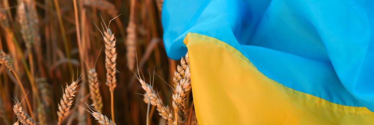 Búza lábon sárga-kék ukrán zászlóval