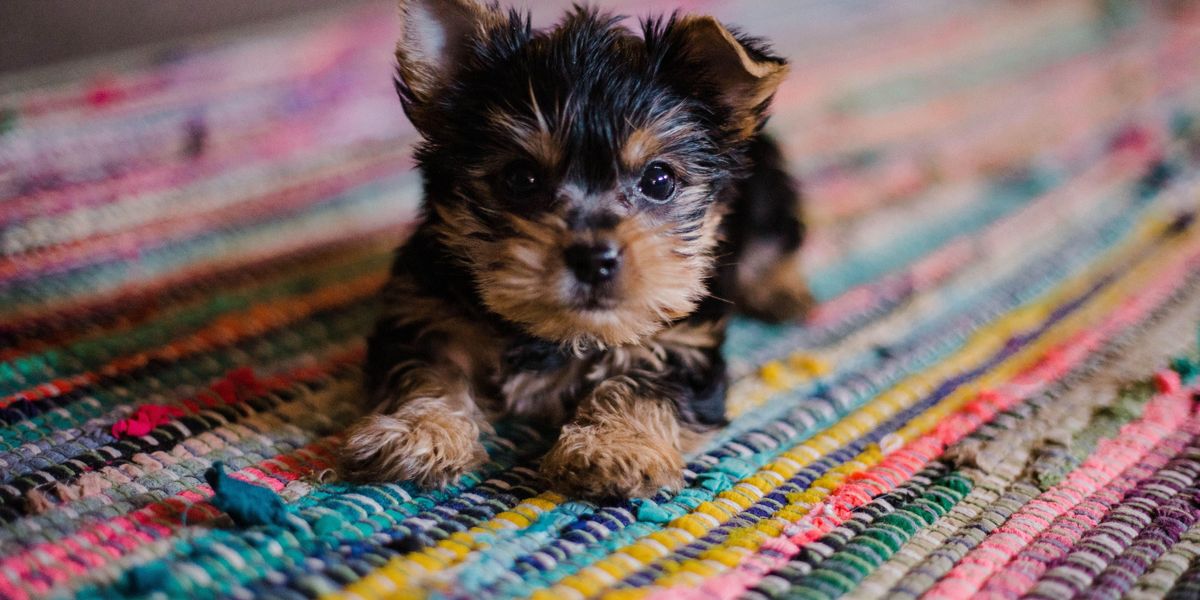 Cuki kölyök kutya színes szőnyegen