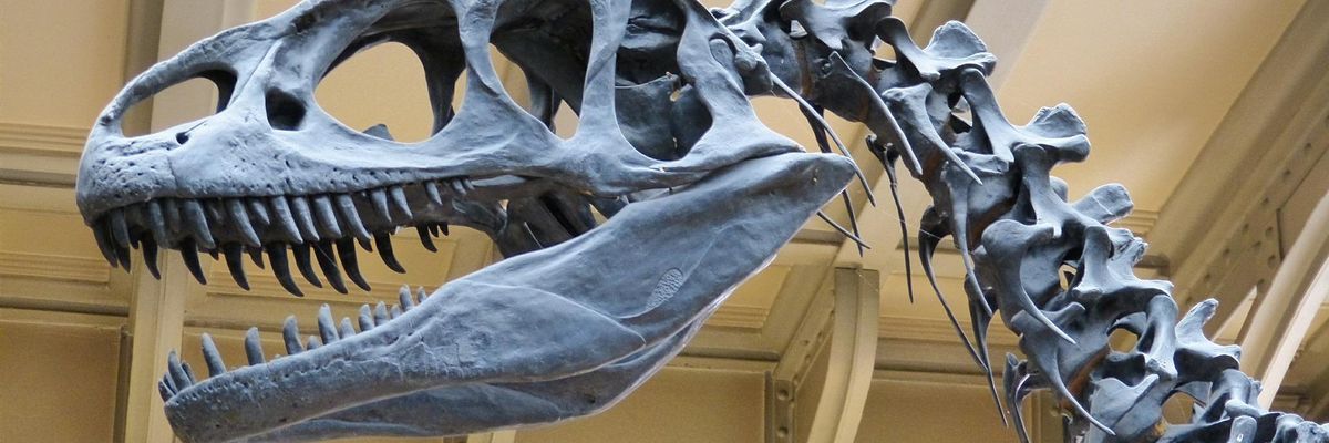 Dinoszaurusz csontváz feje egy múzeumban