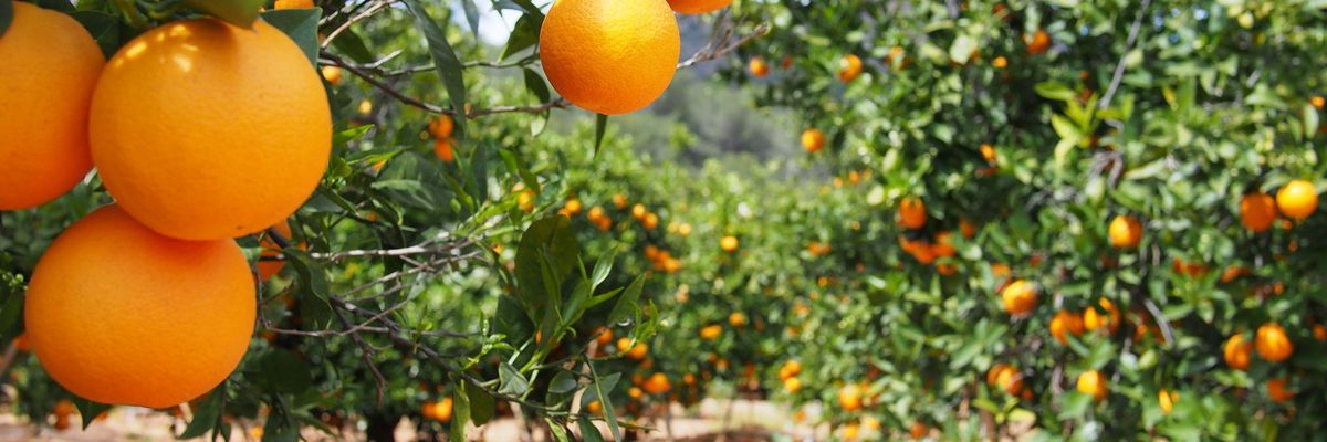Drágul a narancs: jöhetnek a magyar narancsligetek?