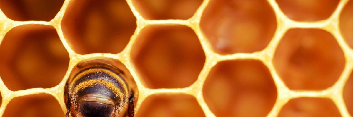 Egy méh a hátsó felét mutatja a fotós kamerájának