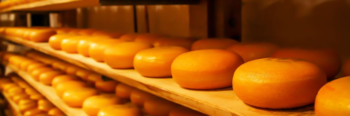 Egyre nagyobbb tételben lopják a sajtot Hollandiában