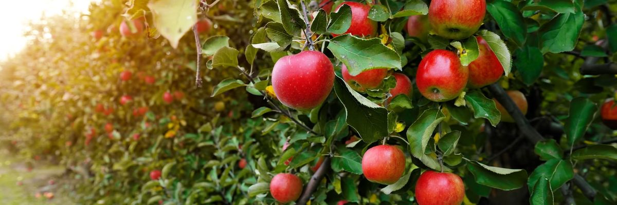 Évente 11-12 kg almát fogyasztanak el fejenként a magyarok