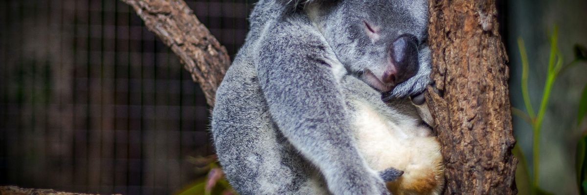 Faágon szundikáló koala