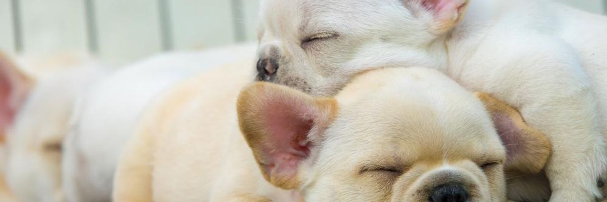 Fehér színű francia bulldog kölykök alszanak egymás hegyén-hátán, bulldog tenyésztőket büntettek milliókra a hatóságok