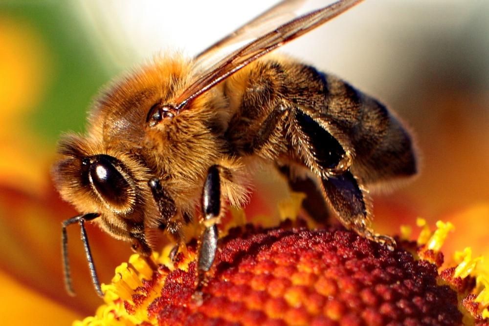 Az idomított méhek jelzik a koronavírus jelenlétét