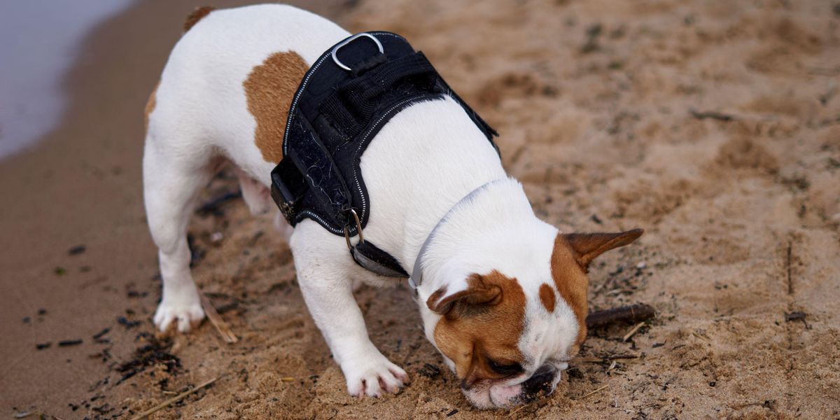 Francia bulldog túrja a homokot  a vízparti üdülőnél
