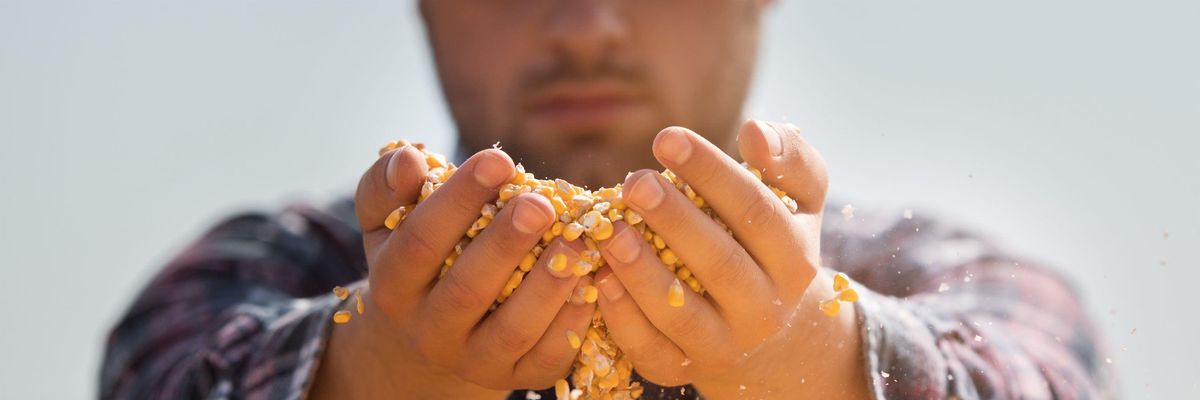 Genetikailag módosított gabonák csökkenthetik az európai takarmányválságot