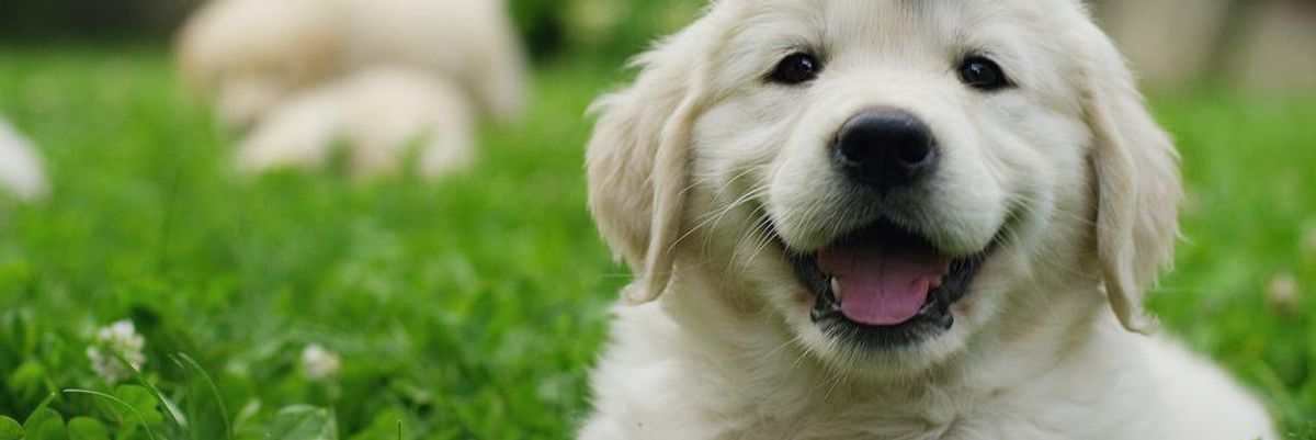 Golden retriever kutyakölyök fekszik a zöld növényzetben, a háziállatok lassítják a demenciát