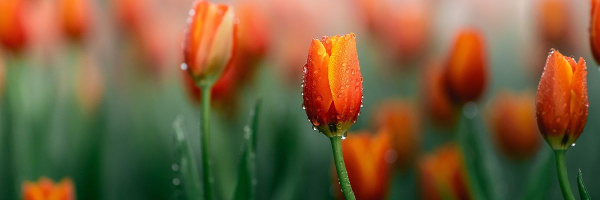 Harmatos tulipán, harmatos hétkezdés a forinttól