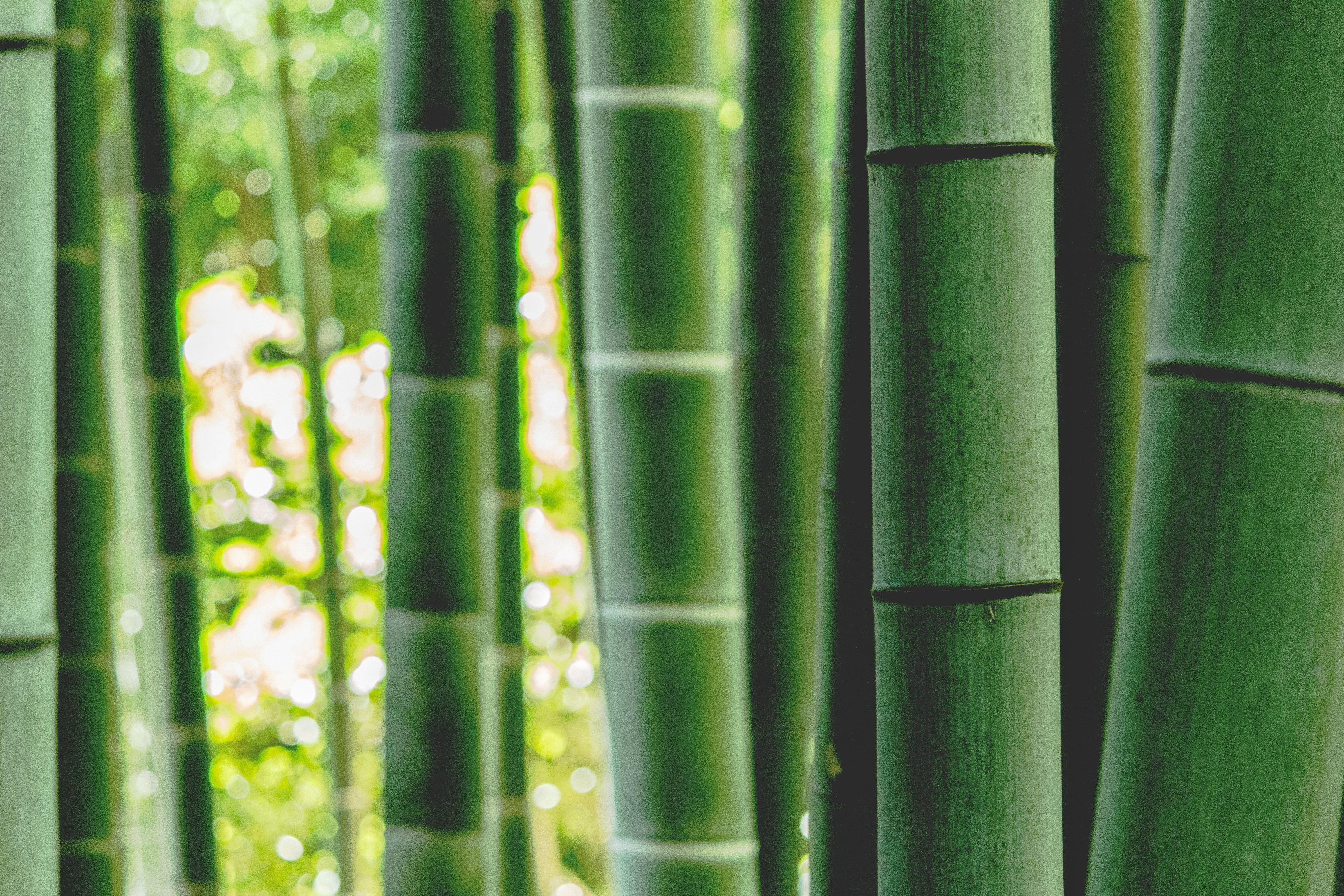 Bambuszok közelről