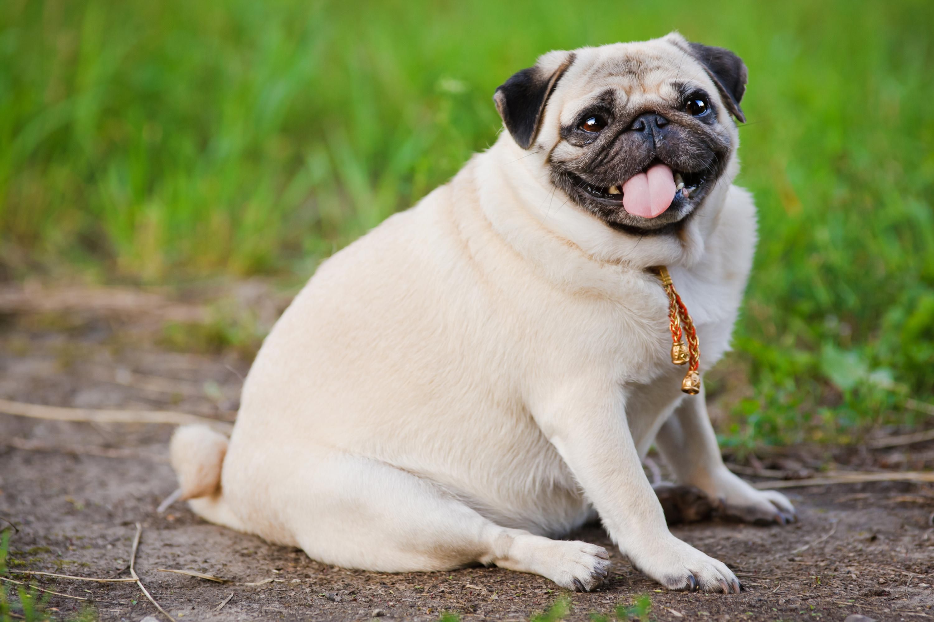 Az elhízás komoly betegségeket okozhat a kutyáknál és a macskáknál