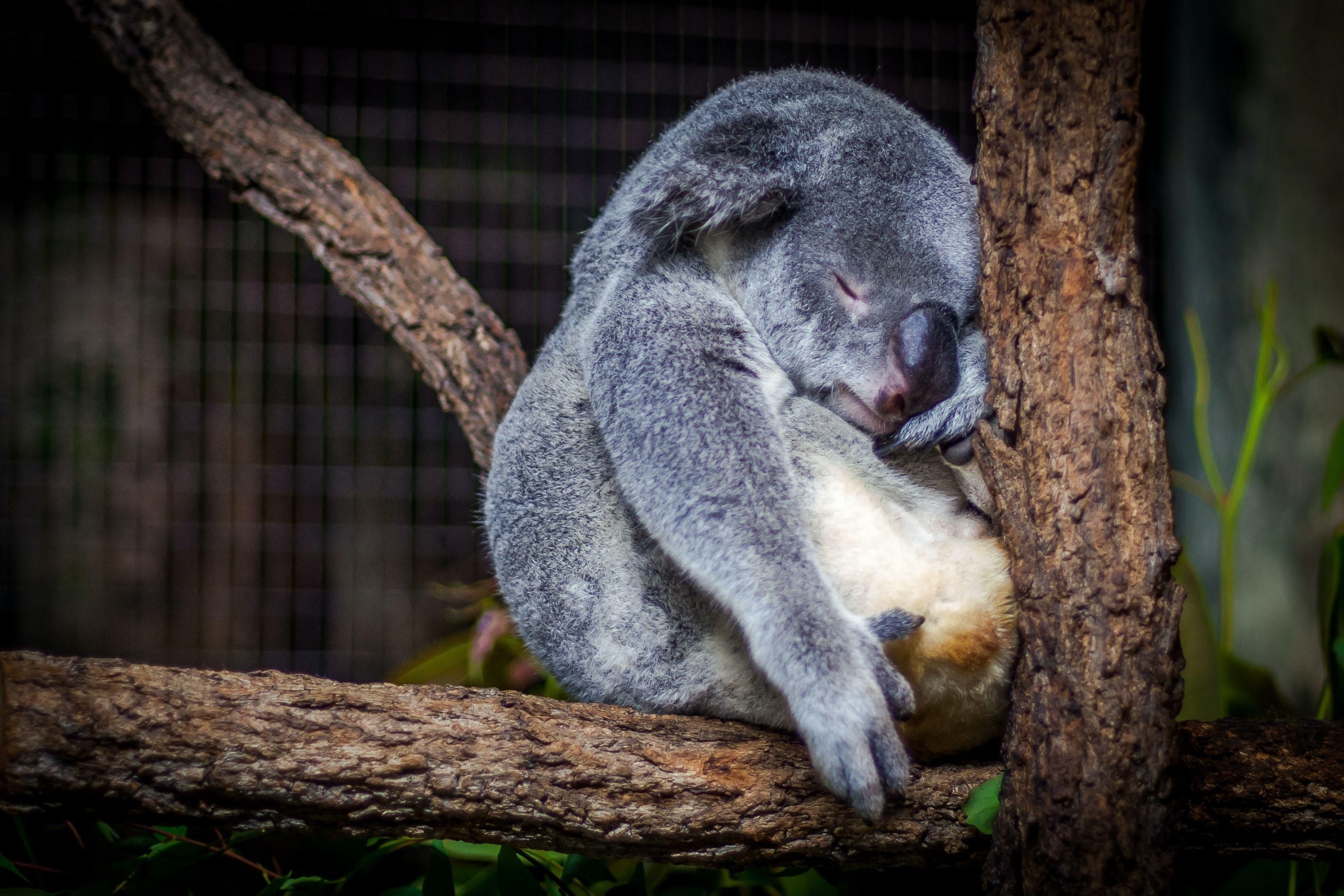 Faágon szundikáló koala