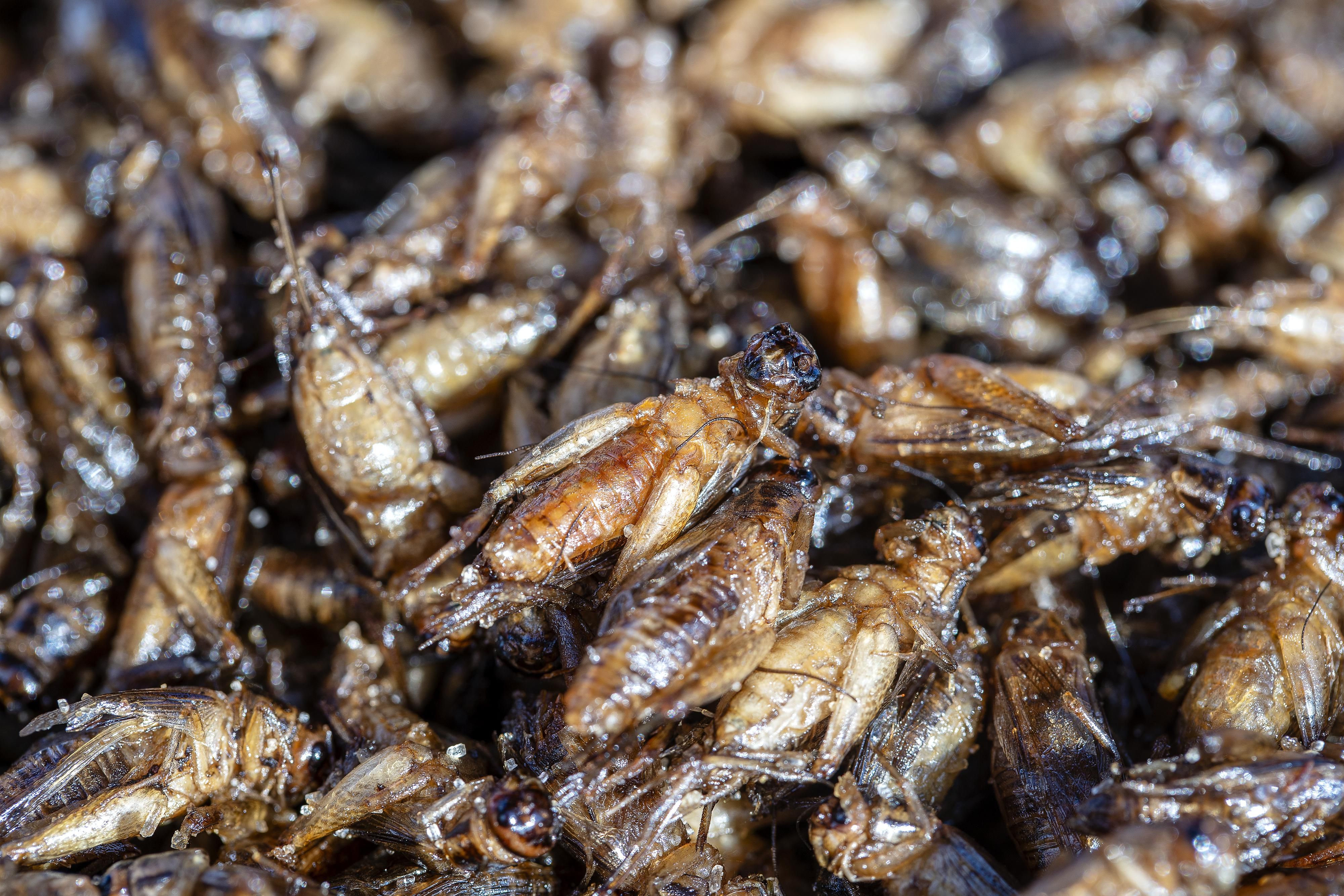 A rovarok oldják meg az emberiség élelmezési gondjait?
