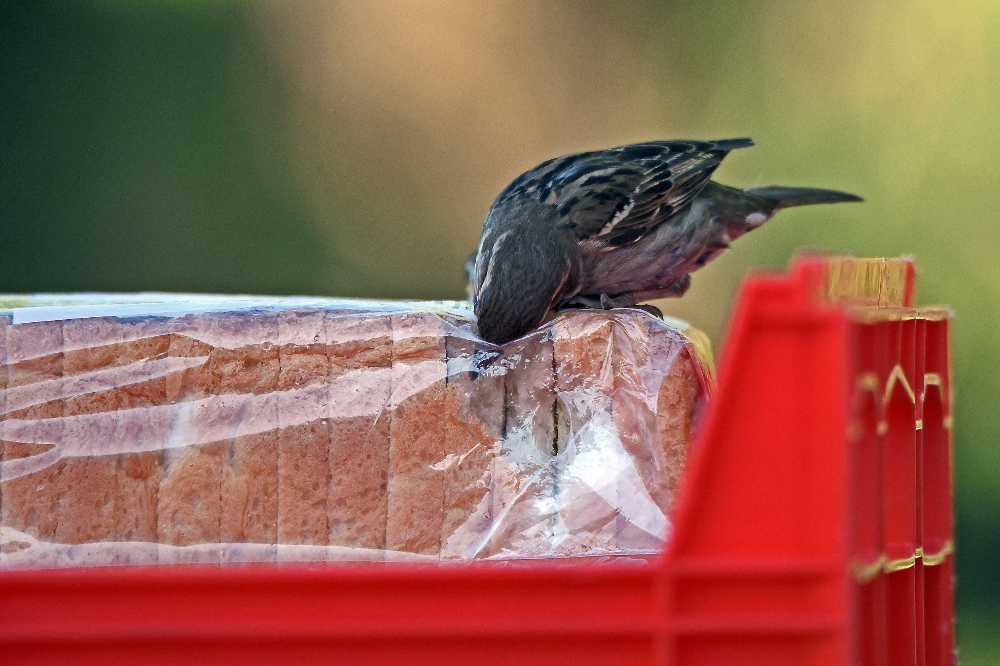 Becsomagolt kenyeret lopó madár