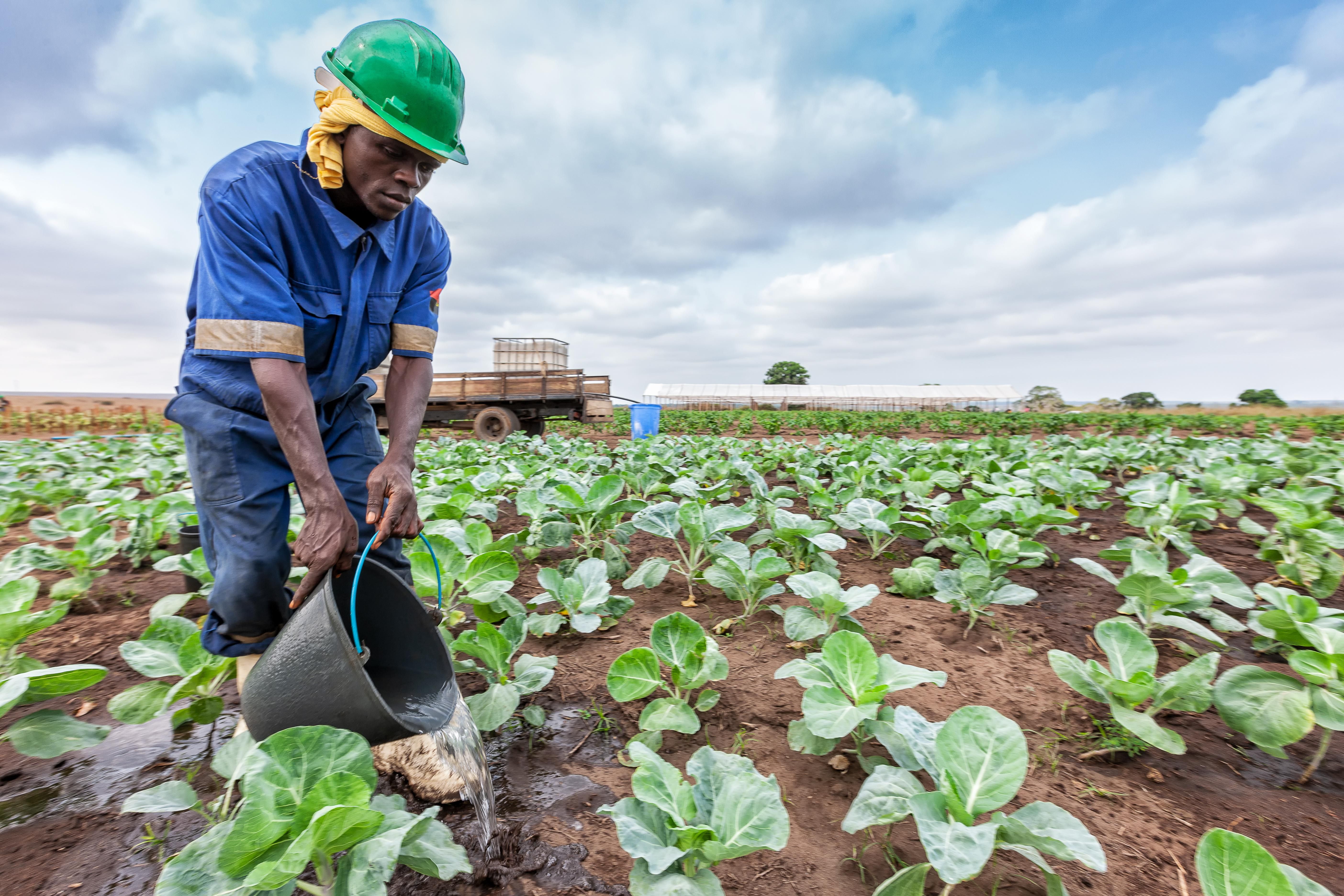 Afrikai farmer locsolja a káposztapalántákat