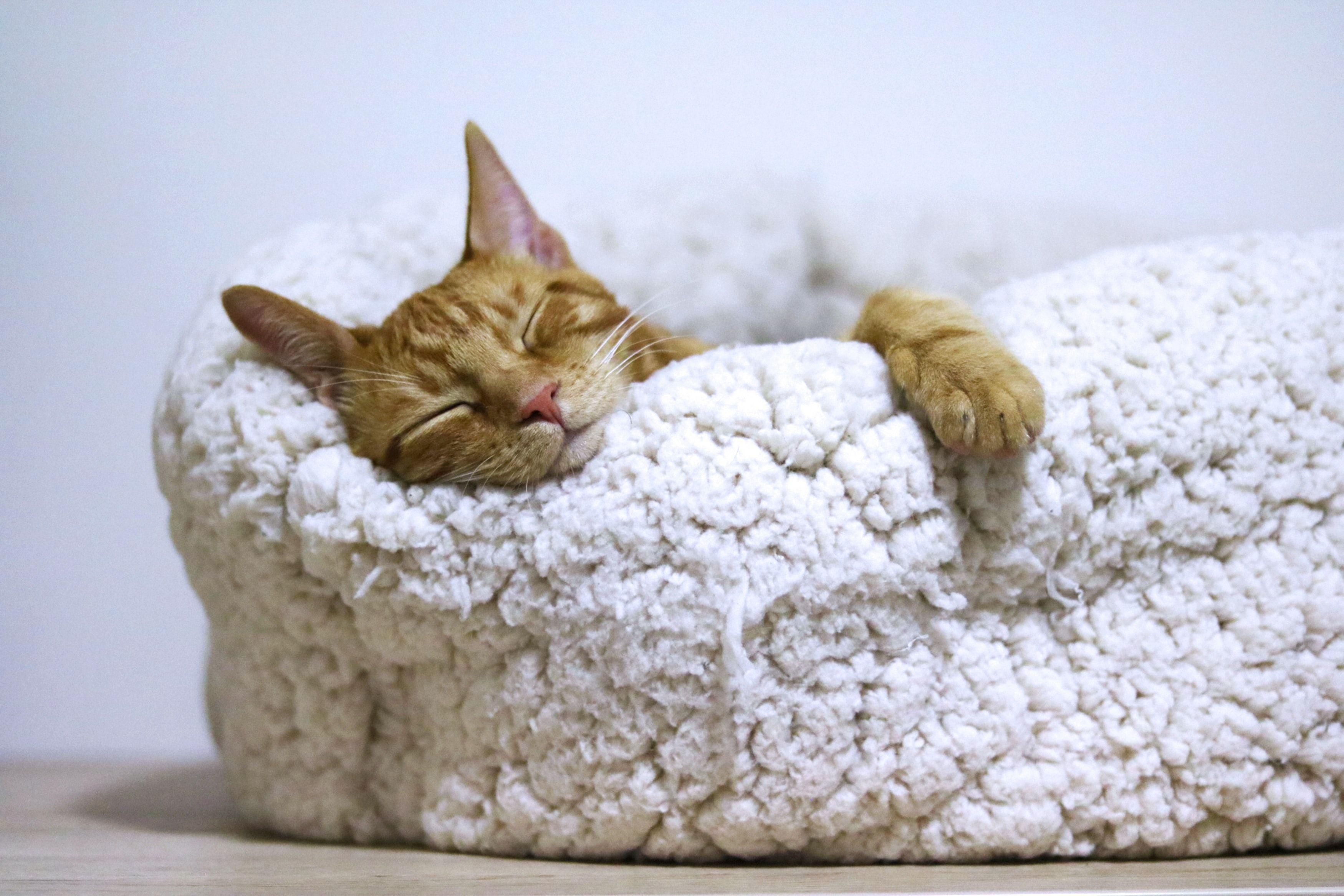 Vörös macska mancsát lógatva alszik egy puha macskaágyban