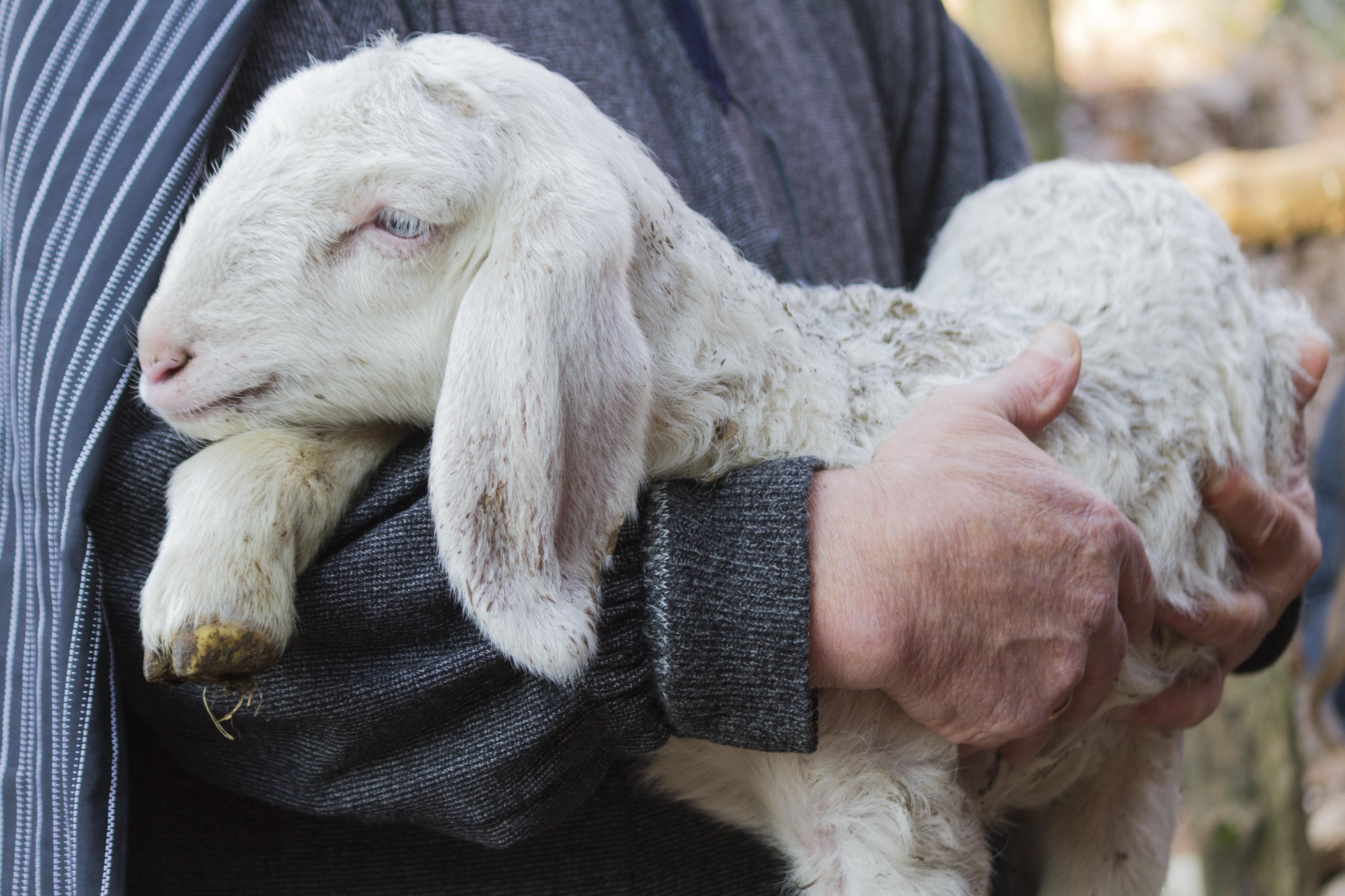 A jó pásztor gondoskodik a nyájról