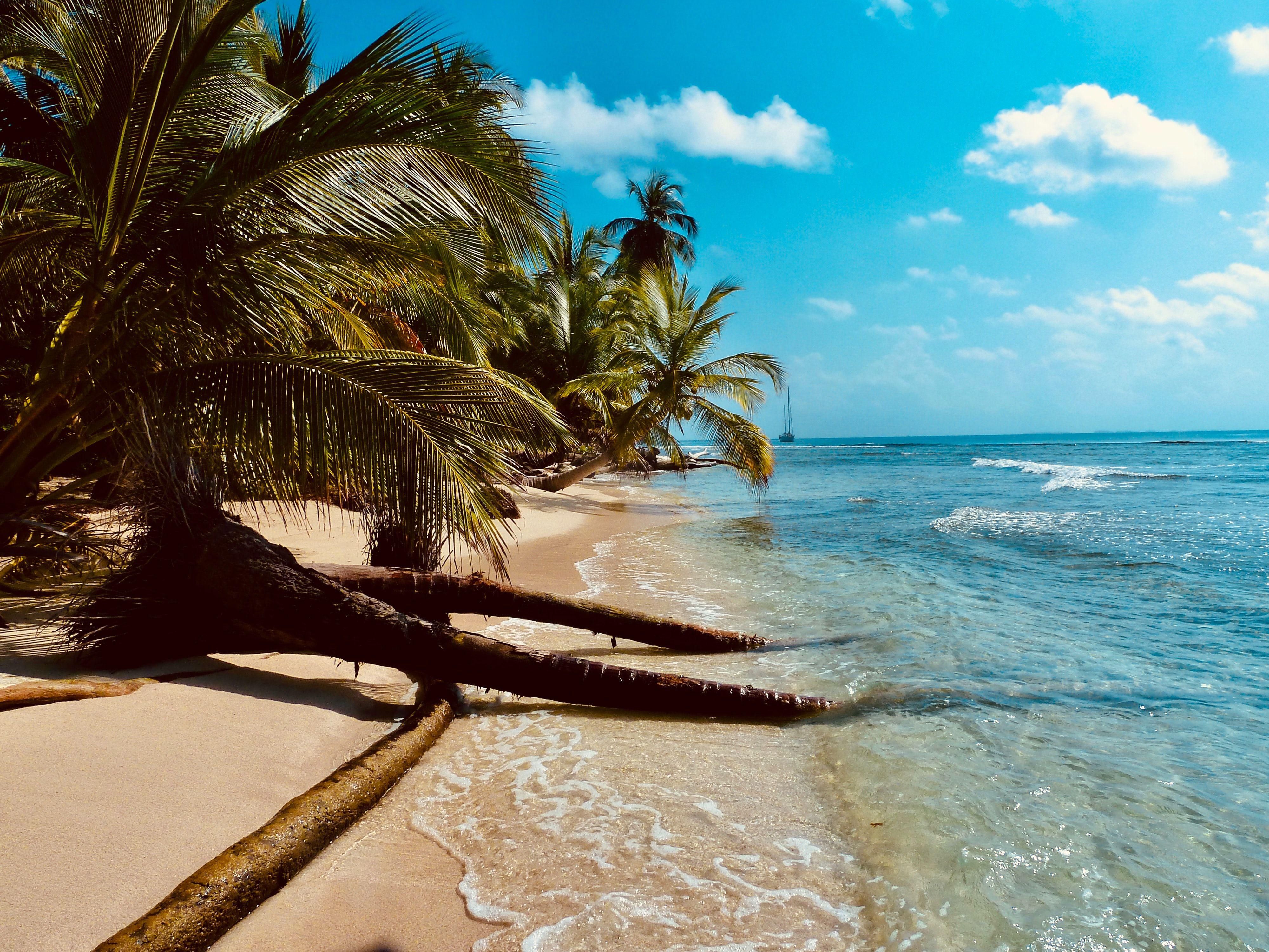 Trópusi homokos tengarpart pálmafákkal