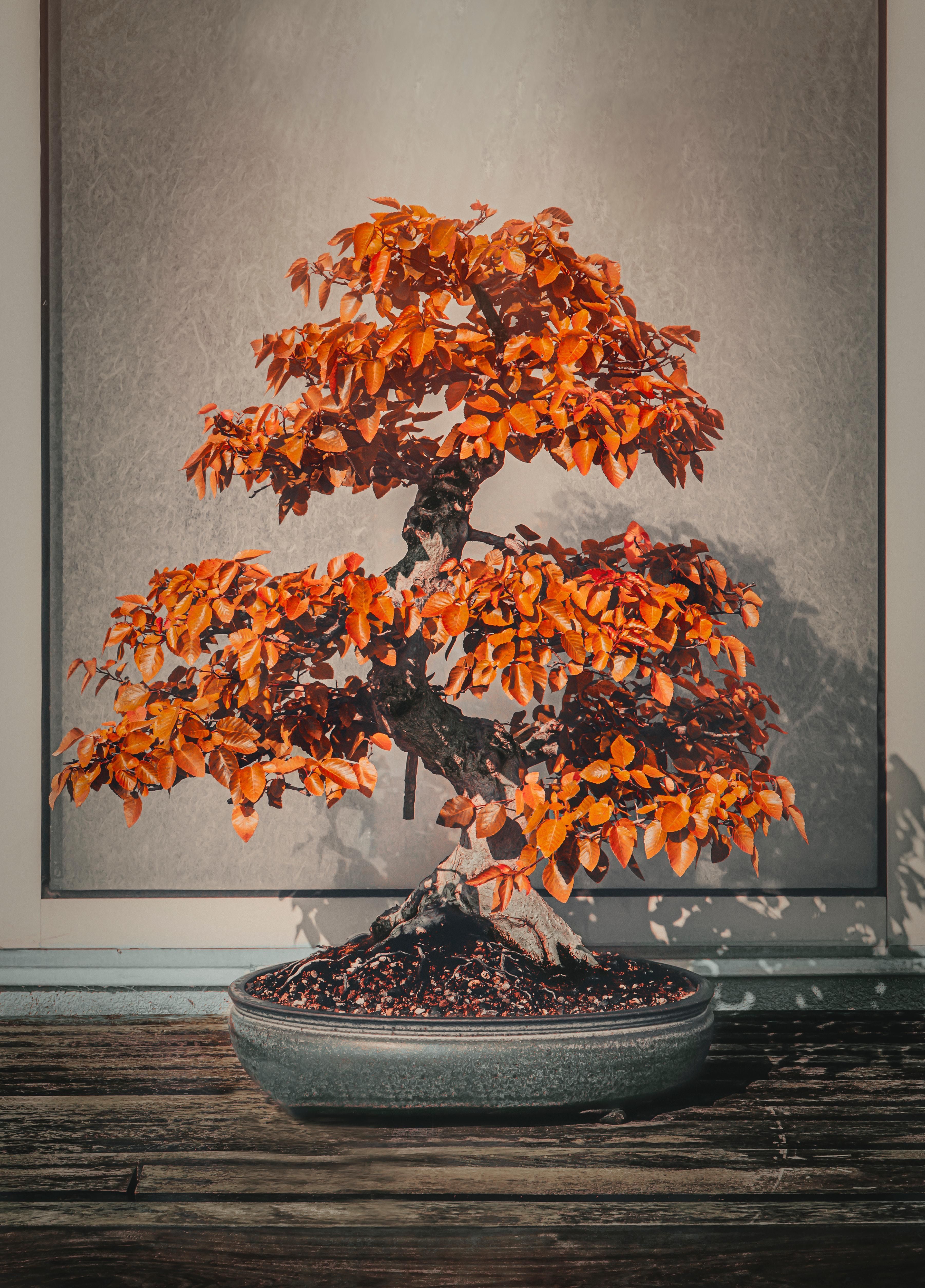 A legdrágább bonsai fák több százmillió forintot is megérnek