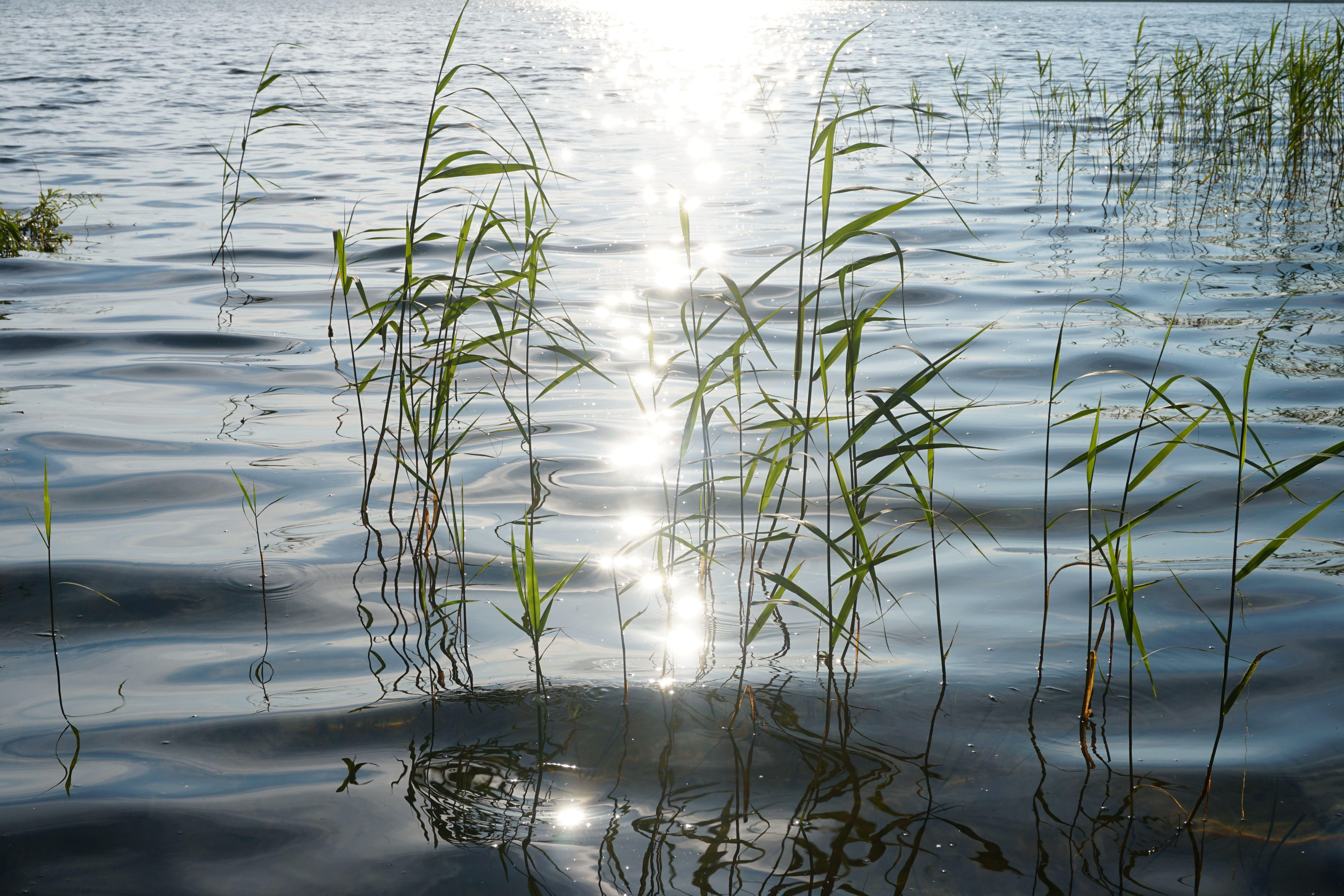 Napfény tükröződik egy tó nádas vízén