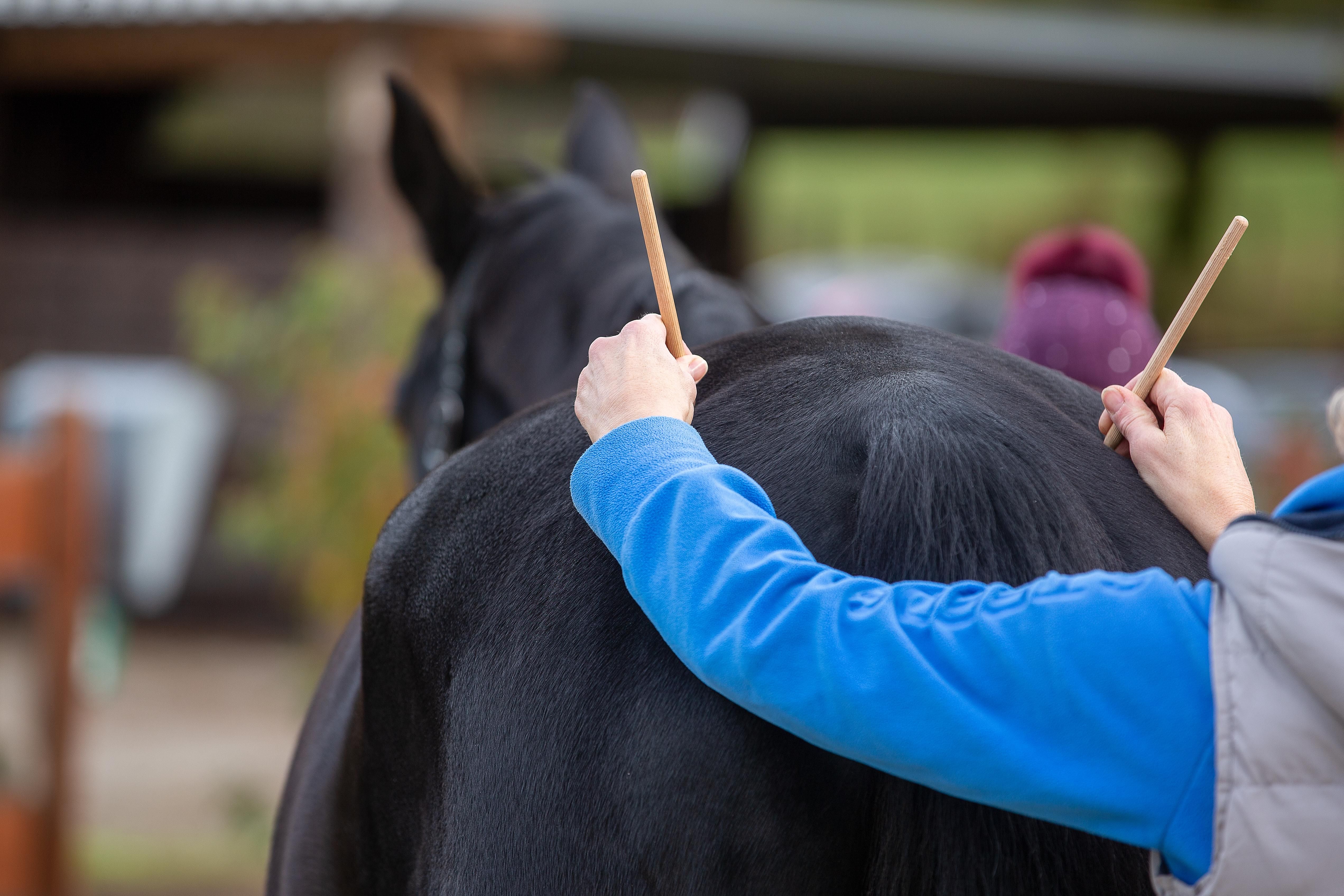Állatorvos vizsgálja egy ló csontkopását