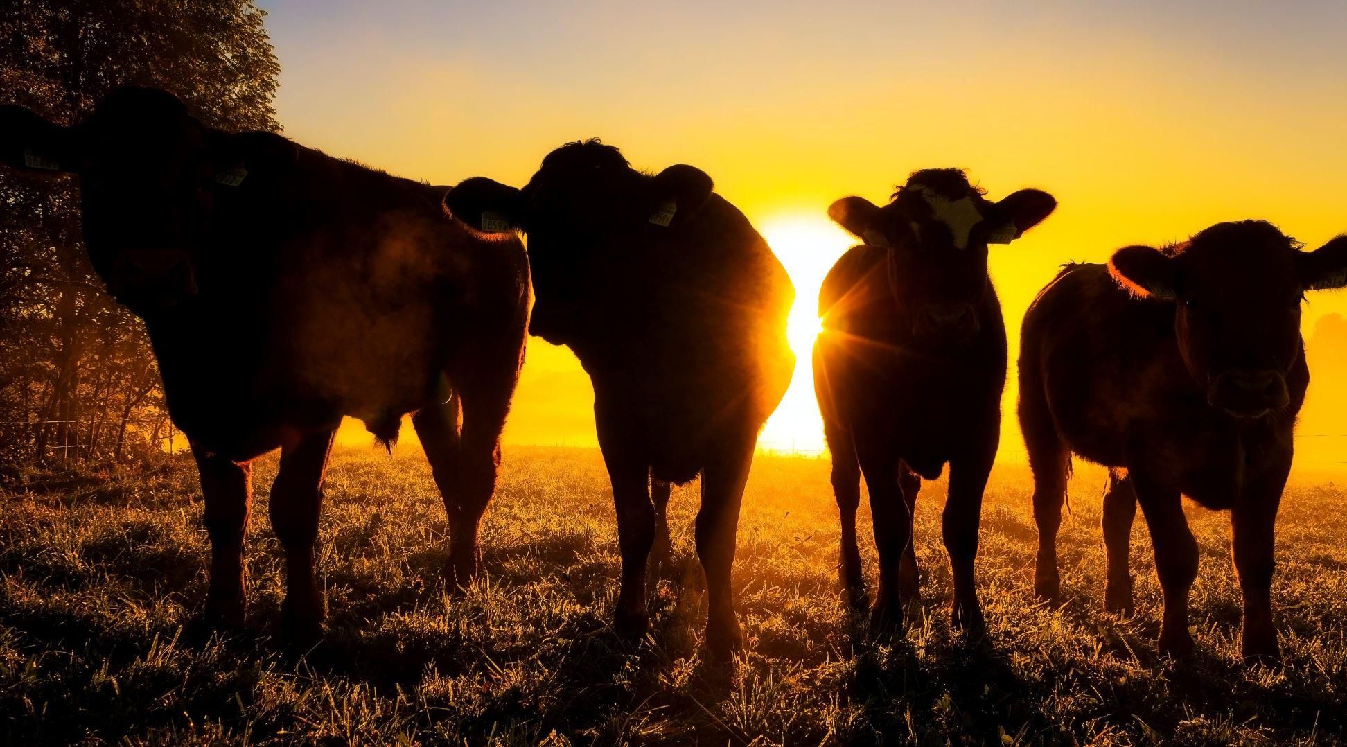 Szarvasmarhák a naplementében