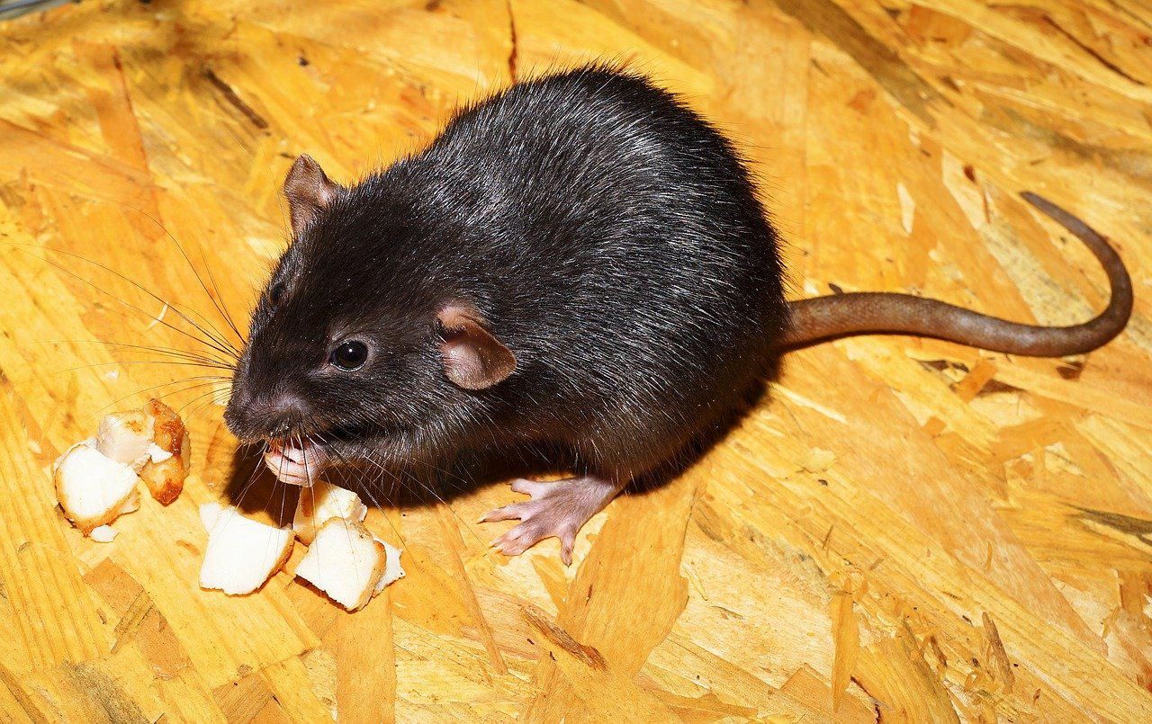 Az irodában elengedett patkány sajtot eszik egy OSB táblán