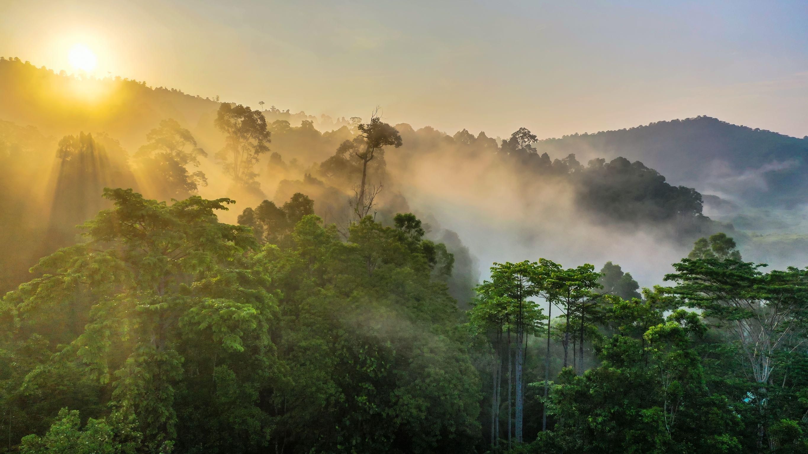 Megmenekülhetnek az esőerdők a kivágástól
