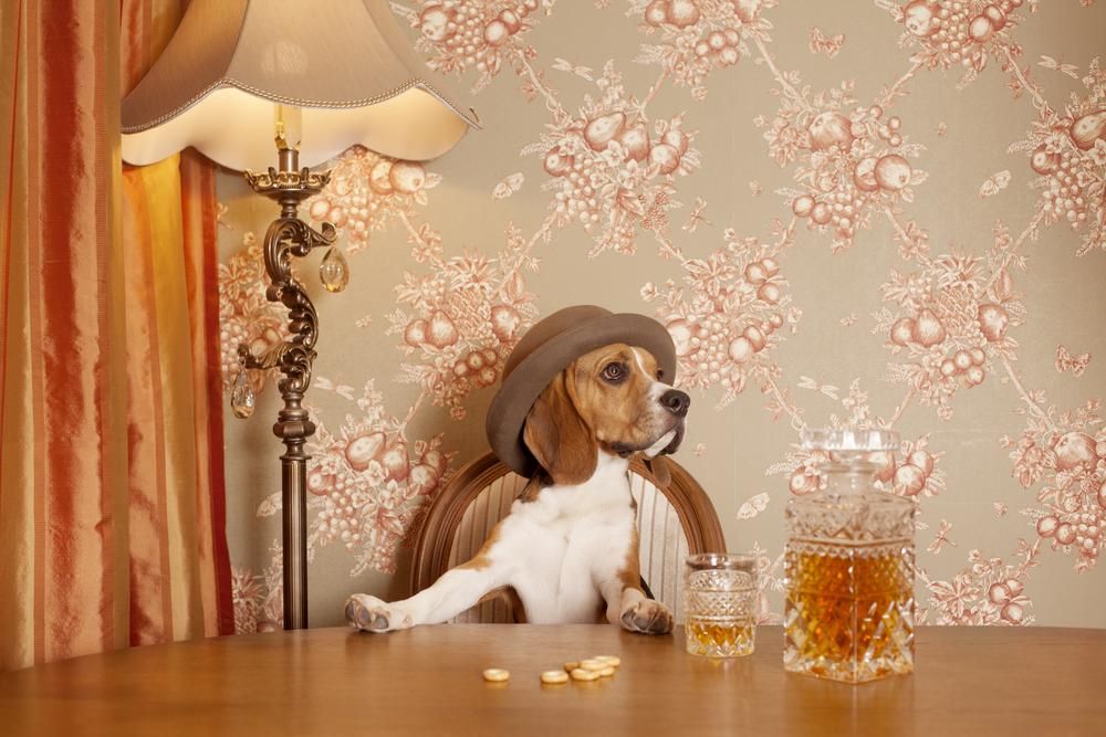 Egy kalapos beagle kutya a gazdását nézi, miközben az asztalnál ülve whisky-t iszik egy vintage környezetben 