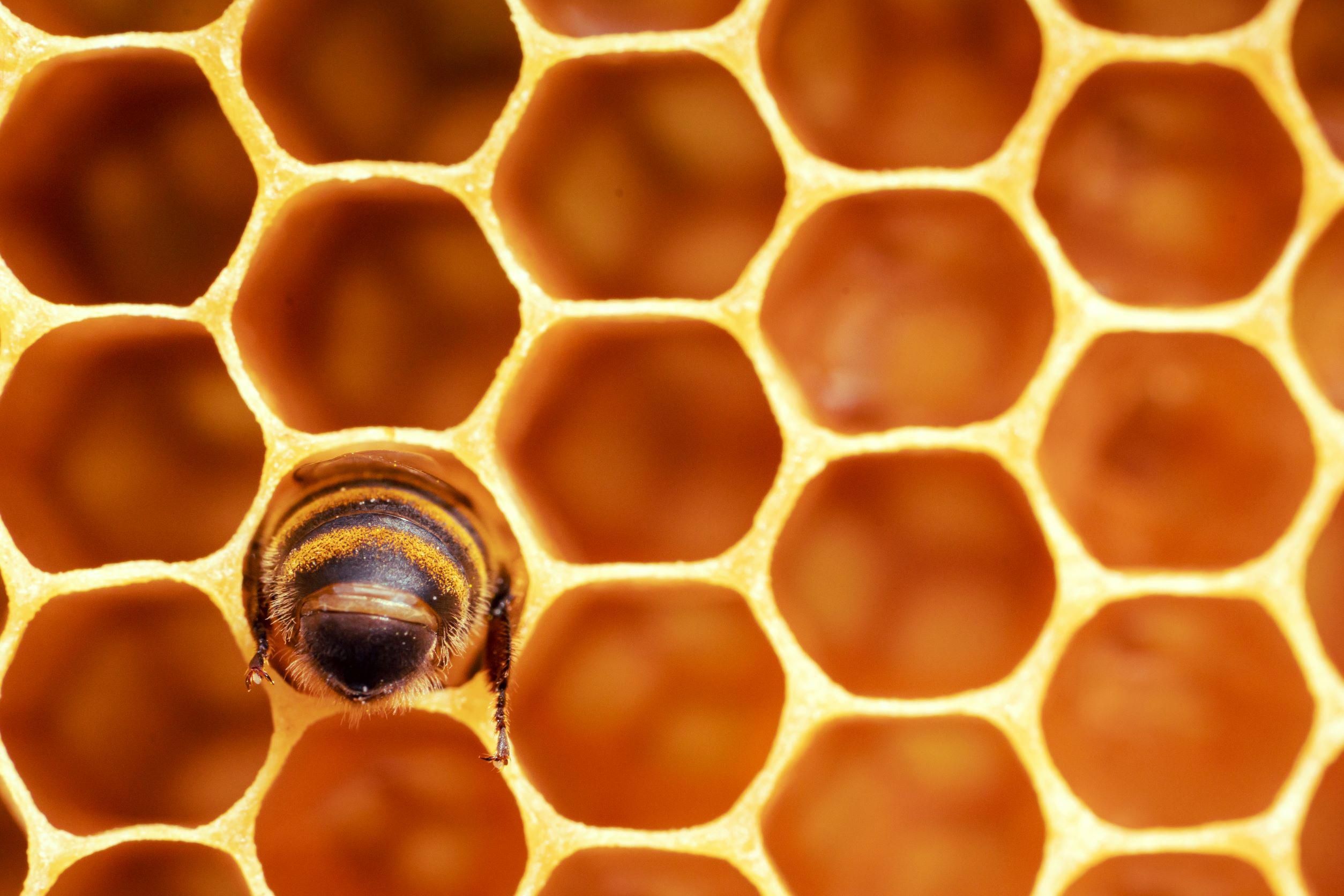 Egy méh a hátsó felét mutatja a fotós kamerájának