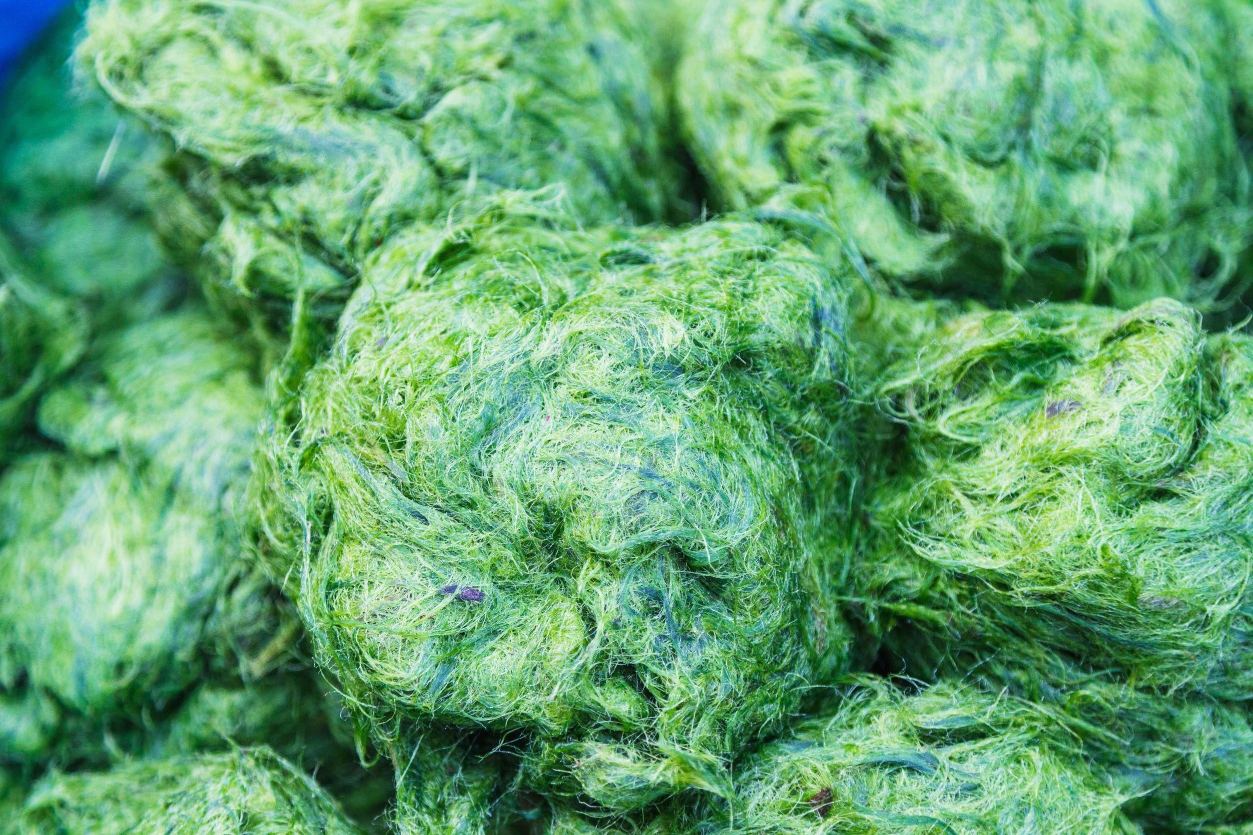 A Magyarországon is termesztett spirulin alga biotrágyázásra is alkalmas lehet.